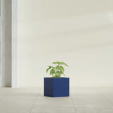 Monaco Cube fiberglass planter in Matte Cobalt Blue, shown planted, in a sunlit interior