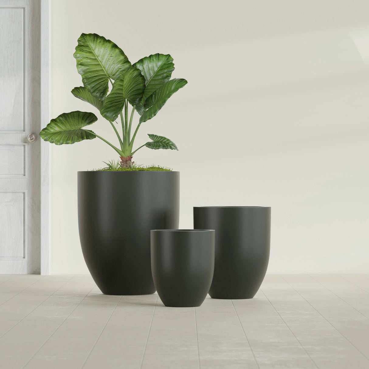 Valencia Tapered Round fiberglass planter in Matte Charcoal, size range, in a sunlit interior