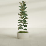 Casablanca Bowl fiberglass planter in Satin Beige, shown planted, in a sunlit interior