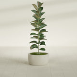 Casablanca Bowl fiberglass planter in Satin Beige, shown planted, in a sunlit interior
