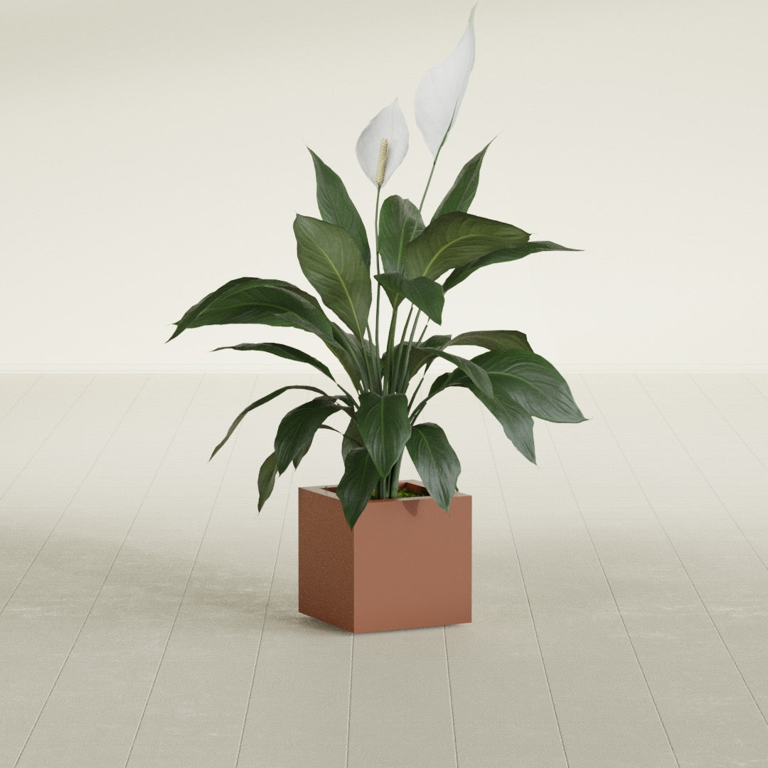 Montroy Cube fiberglass planter in Matte Terra Cotta, shown planted, in a sunlit interior
