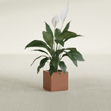 Montroy Cube fiberglass planter in Matte Terra Cotta, shown planted, in a sunlit interior