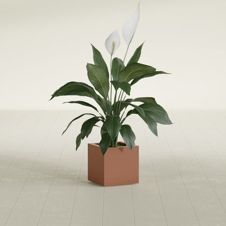 Montroy Cube fiberglass planter in Matte Terra Cotta, shown planted, in a sunlit interior