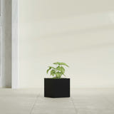 Monaco Cube fiberglass planter in Matte Black, shown planted, in a sunlit interior