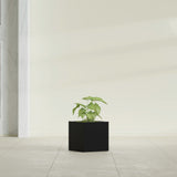 Monaco Cube fiberglass planter in Matte Black, shown planted, in a sunlit interior