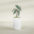 Hayden Urn fiberglass planter in Gloss Bright White, shown planted, in a sunlit interior