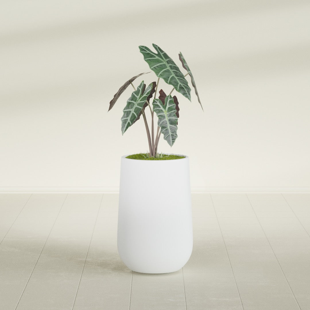Hayden Urn fiberglass planter in Gloss Bright White, shown planted, in a sunlit interior
