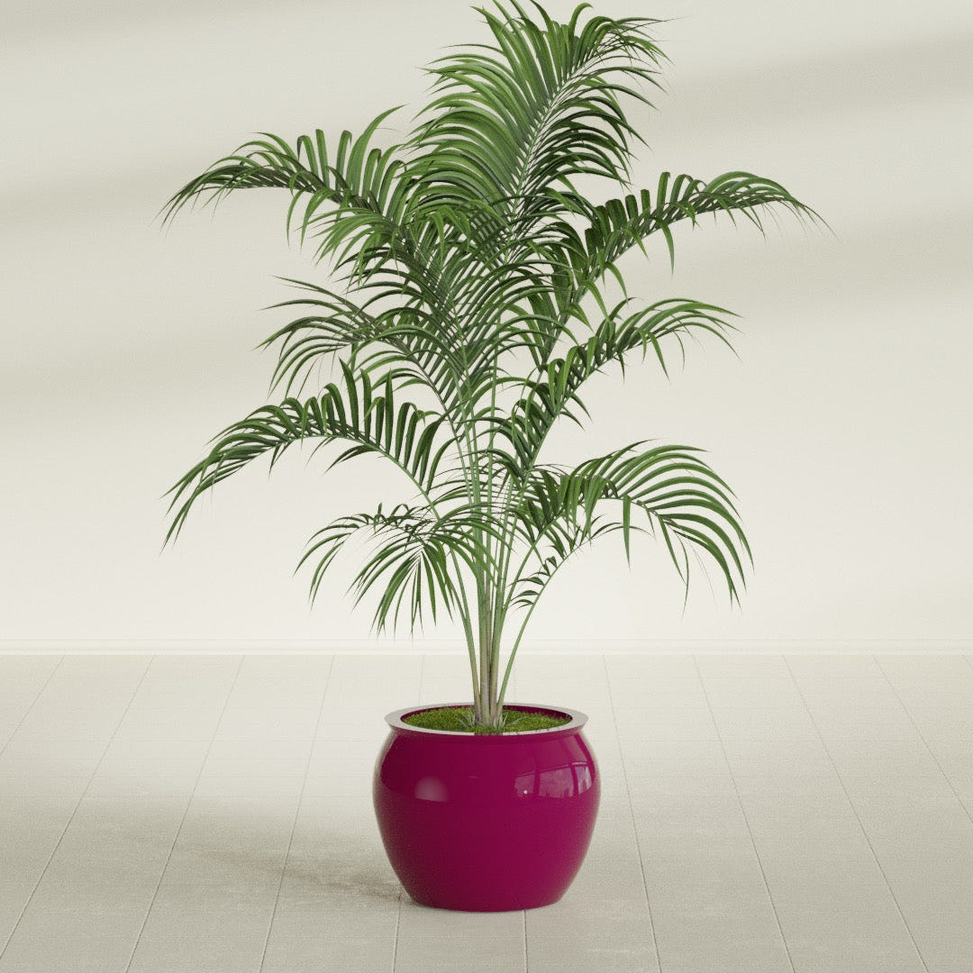 Shanghai Fishbowl fiberglass planter in Gloss Eggplant, shown planted, in a sunlit interior