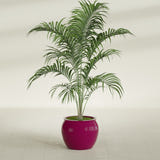 Shanghai Fishbowl fiberglass planter in Gloss Eggplant, shown planted, in a sunlit interior