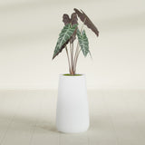 Saigon Tapered Round fiberglass planter in Gloss Bright White, shown planted, in a sunlit interior