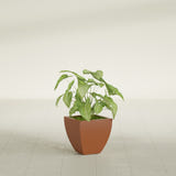 Lima Tapered Square fiberglass planter in Matte Terra Cotta, shown planted, in a sunlit interior
