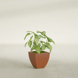 Lima Tapered Square fiberglass planter in Matte Terra Cotta, shown planted, in a sunlit interior