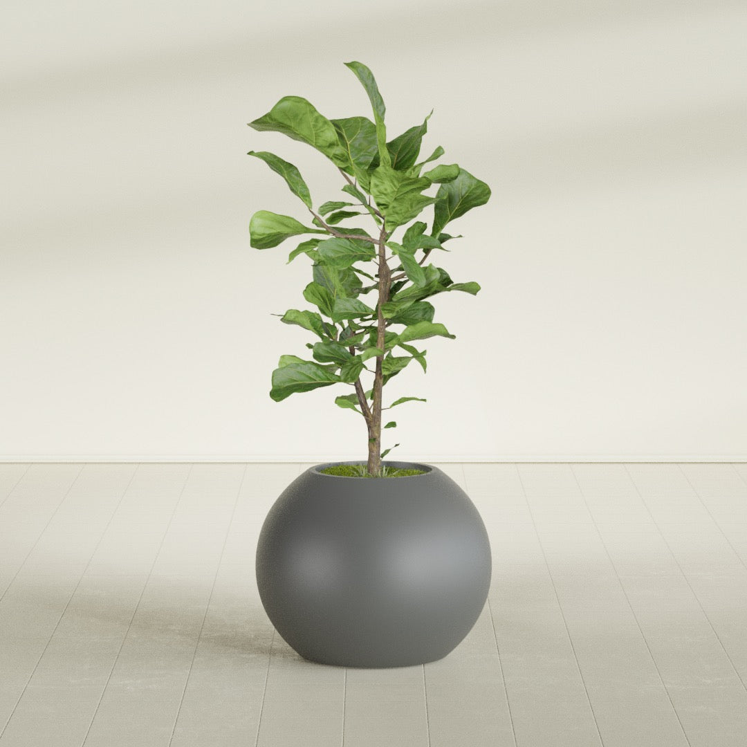 Globe fiberglass planter in Matte Gunmetal, shown planted, in a sunlit interior