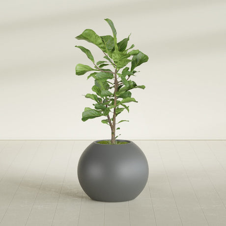 Globe fiberglass planter in Matte Gunmetal, shown planted, in a sunlit interior