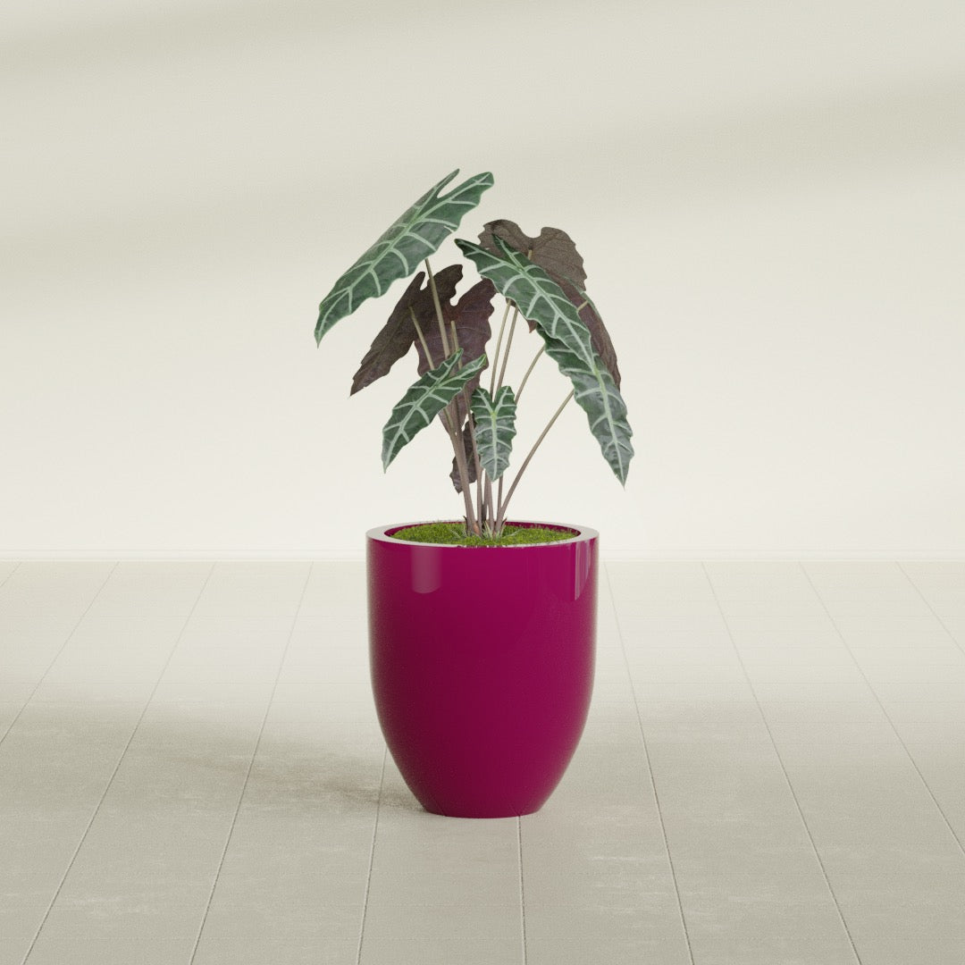 Valencia Tapered Round fiberglass planter in Gloss Eggplant, shown planted, in a sunlit interior