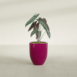 Valencia Tapered Round fiberglass planter in Gloss Eggplant, shown planted, in a sunlit interior