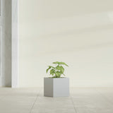 Monaco Cube fiberglass planter in Metallic Silver, shown planted, in a sunlit interior