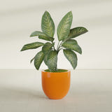 Alzira Bowl fiberglass planter in Gloss Tangerine, shown planted, in a sunlit interior