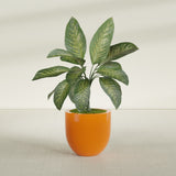 Alzira Bowl fiberglass planter in Gloss Tangerine, shown planted, in a sunlit interior