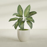 Alzira Bowl fiberglass planter in Satin Beige, shown planted, in a sunlit interior