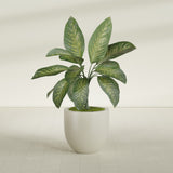 Alzira Bowl fiberglass planter in Satin Beige, shown planted, in a sunlit interior