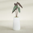Saigon Tapered Round fiberglass planter in Matte Bright White, shown planted, in a sunlit interior