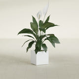 Montroy Cube fiberglass planter in Matte Bright White, shown planted, in a sunlit interior