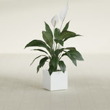 Montroy Cube fiberglass planter in Matte Bright White, shown planted, in a sunlit interior