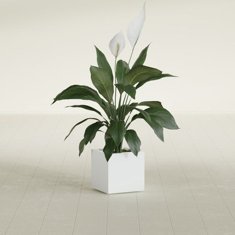 Montroy Cube fiberglass planter in Matte Bright White, shown planted, in a sunlit interior