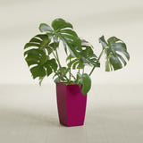 Toulan Tapered Square fiberglass planter in Gloss Eggplant, shown planted, in a sunlit interior