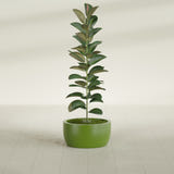 Casablanca Bowl fiberglass planter in Satin Green, shown planted, in a sunlit interior