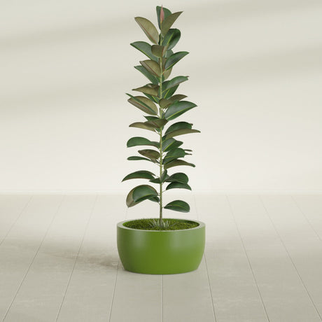 Casablanca Bowl fiberglass planter in Satin Green, shown planted, in a sunlit interior