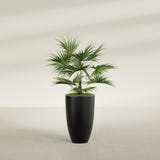 Brannan Tapered Round fiberglass planter in Matte Black, shown planted, in a sunlit interior