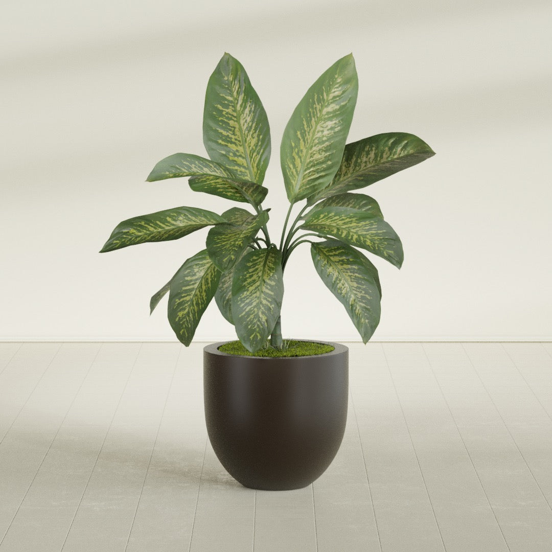Alzira Bowl fiberglass planter in Matte Dark Brown, shown planted, in a sunlit interior