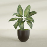 Alzira Bowl fiberglass planter in Matte Dark Brown, shown planted, in a sunlit interior