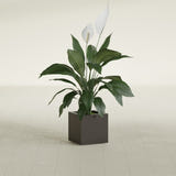 Montroy Cube fiberglass planter in Matte Dark Brown, shown planted, in a sunlit interior