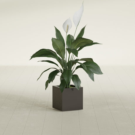 Montroy Cube fiberglass planter in Matte Dark Brown, shown planted, in a sunlit interior