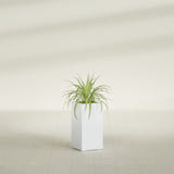 Hollywood Narrow Rectangular fiberglass planter in Gloss Bright White, shown planted, in a sunlit interior