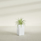 Hollywood Narrow Rectangular fiberglass planter in Gloss Bright White, shown planted, in a sunlit interior