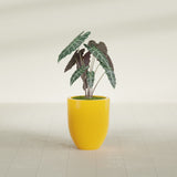 Valencia Tapered Round fiberglass planter in Gloss Saffron, shown planted, in a sunlit interior