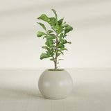 Globe fiberglass planter in Satin Beige, shown planted, in a sunlit interior