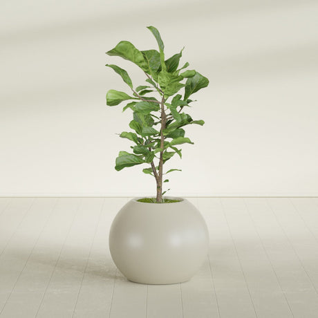 Globe fiberglass planter in Satin Beige, shown planted, in a sunlit interior