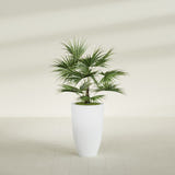 Brannan Tapered Round fiberglass planter in Gloss Bright White, shown planted, in a sunlit interior