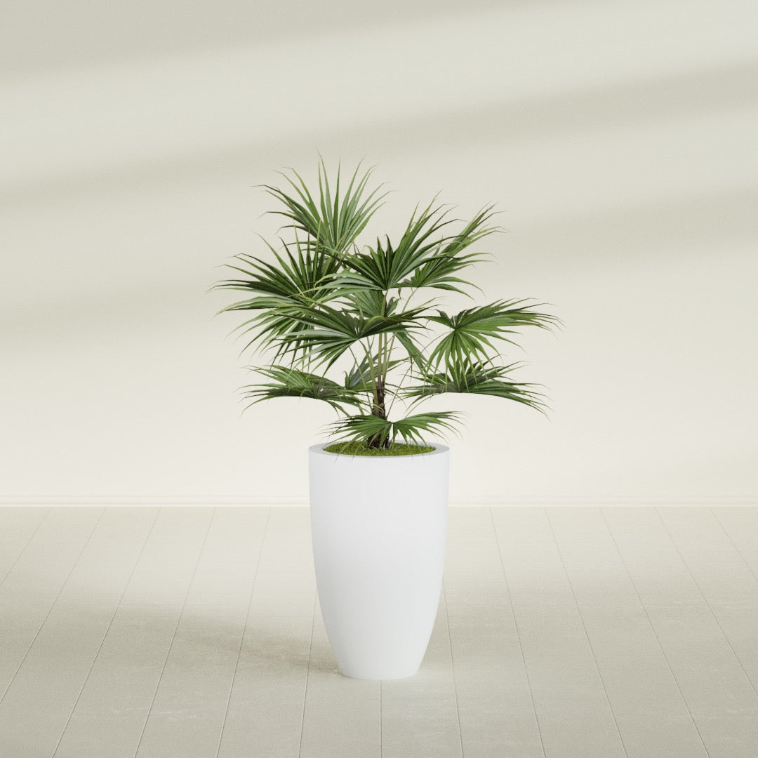 Brannan Tapered Round fiberglass planter in Gloss Bright White, shown planted, in a sunlit interior