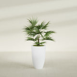 Brannan Tapered Round fiberglass planter in Gloss Bright White, shown planted, in a sunlit interior