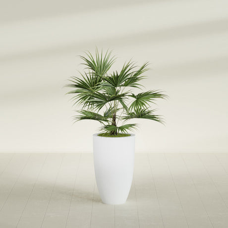 Brannan Tapered Round fiberglass planter in Gloss Bright White, shown planted, in a sunlit interior