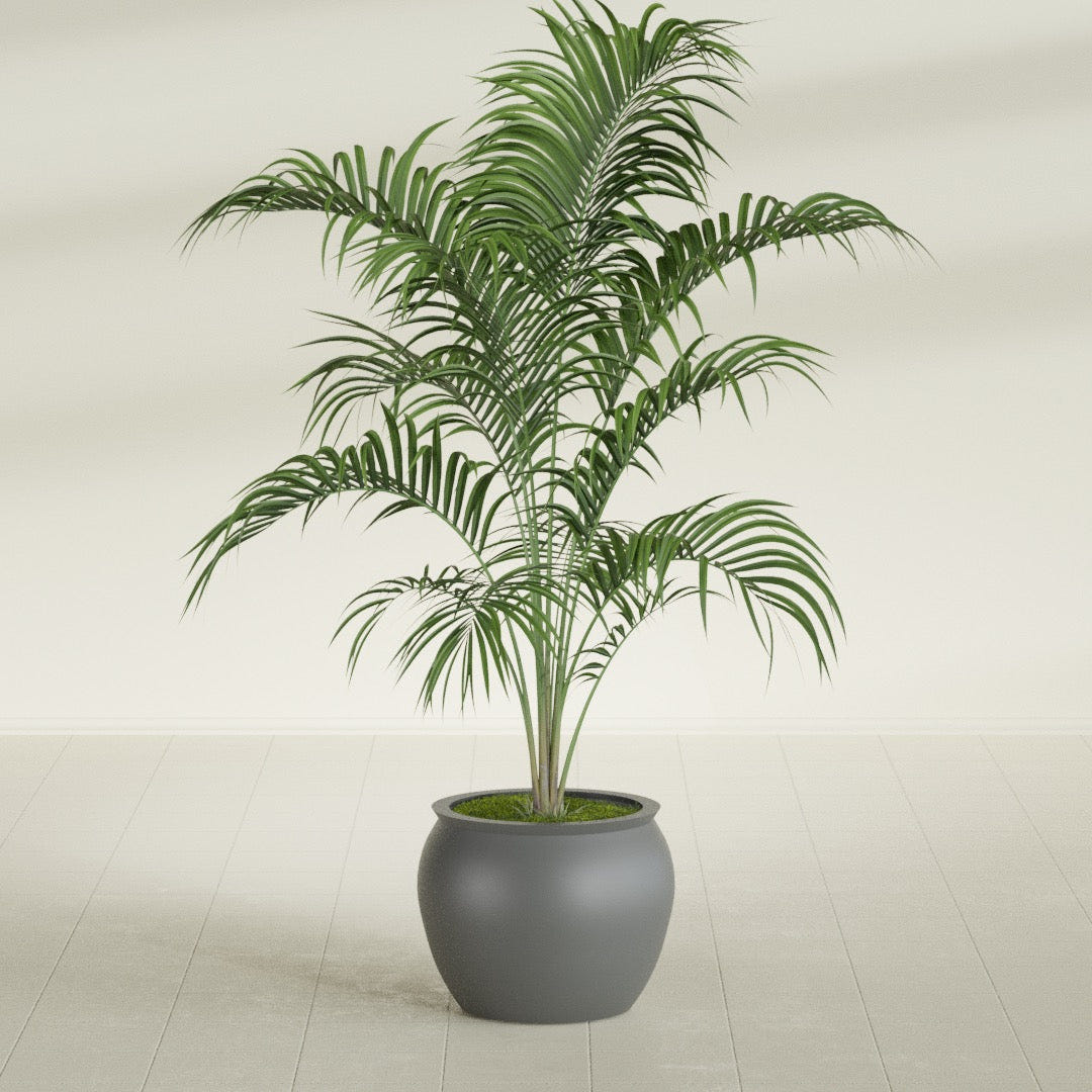 Shanghai Fishbowl fiberglass planter in Matte Gunmetal, shown planted, in a sunlit interior