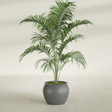 Shanghai Fishbowl fiberglass planter in Matte Gunmetal, shown planted, in a sunlit interior