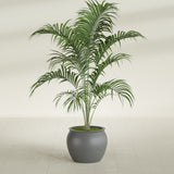 Shanghai Fishbowl fiberglass planter in Matte Gunmetal, shown planted, in a sunlit interior