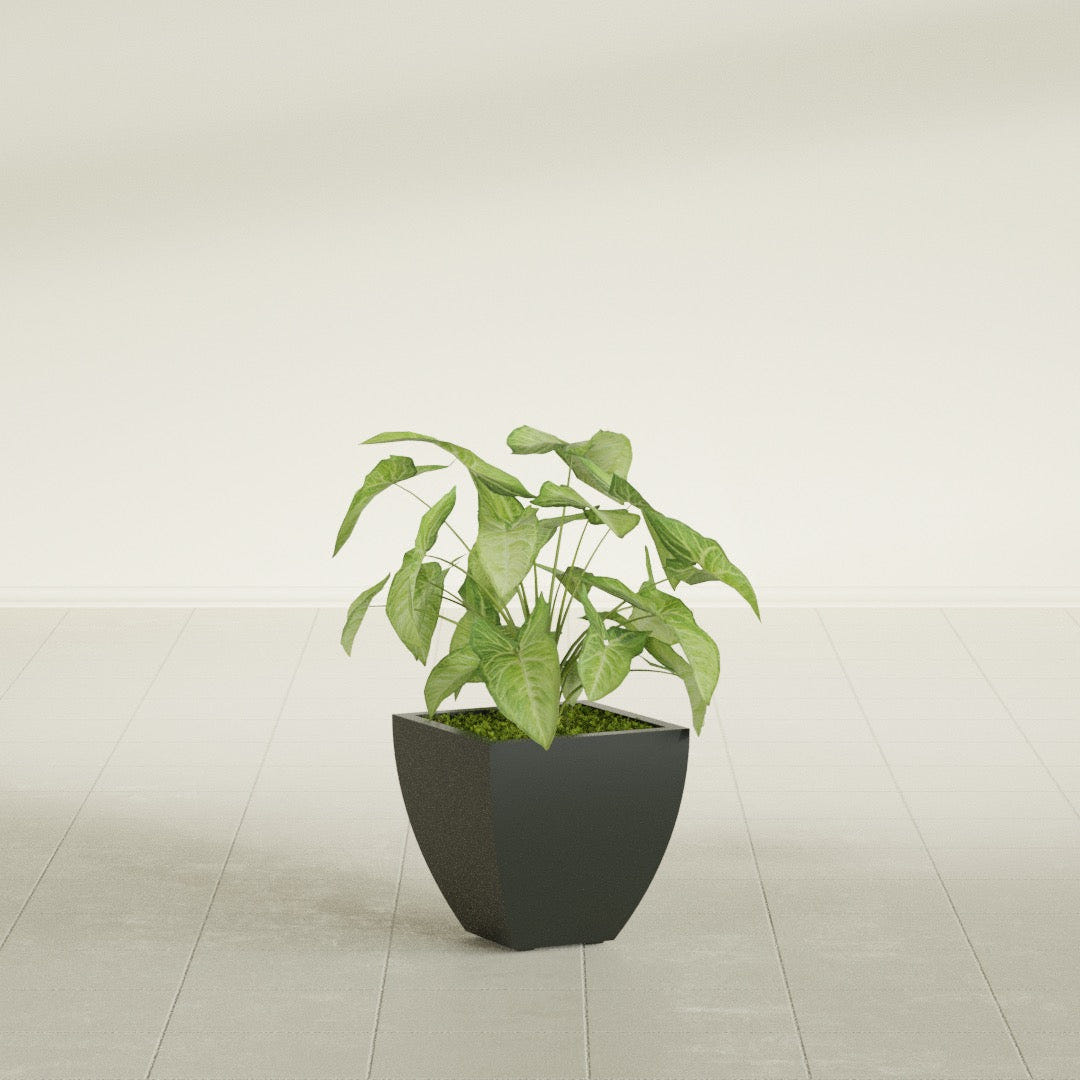 Lima Tapered Square fiberglass planter in Matte Charcoal, shown planted, in a sunlit interior